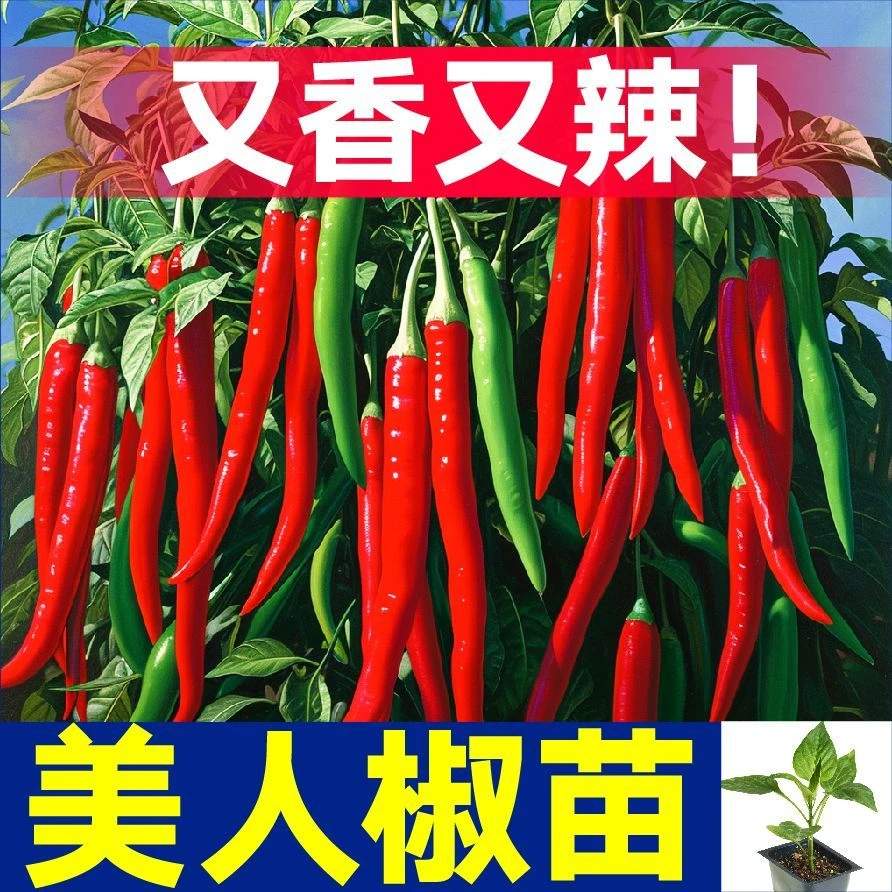美人椒辣椒苗秧苗