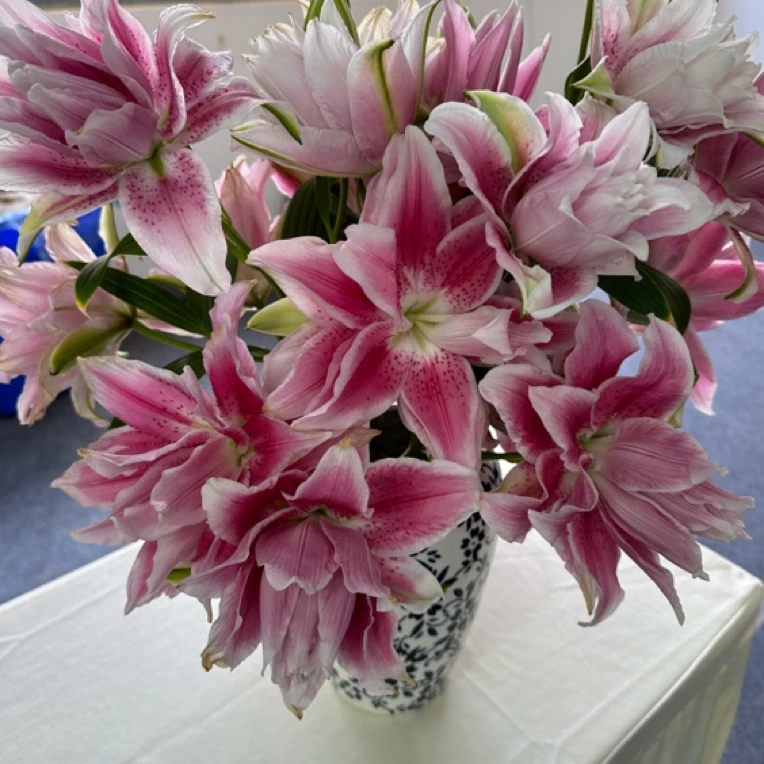 重瓣香水百合 东北基地直发 顺丰包邮到家