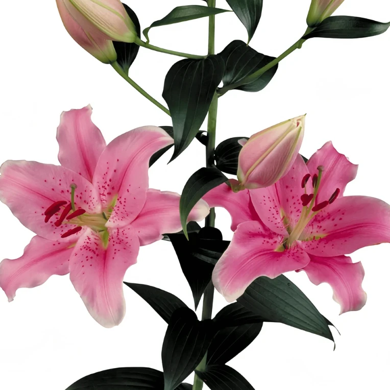 【索尔邦】16/18东方香水百合种球进口盆栽地栽种植包对版