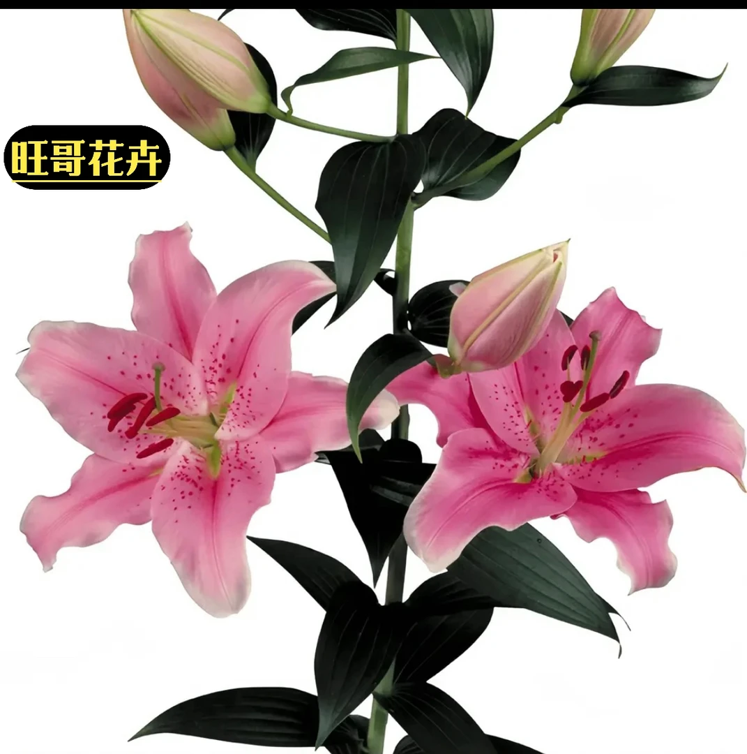 [索尔邦]香水百合1支/3头