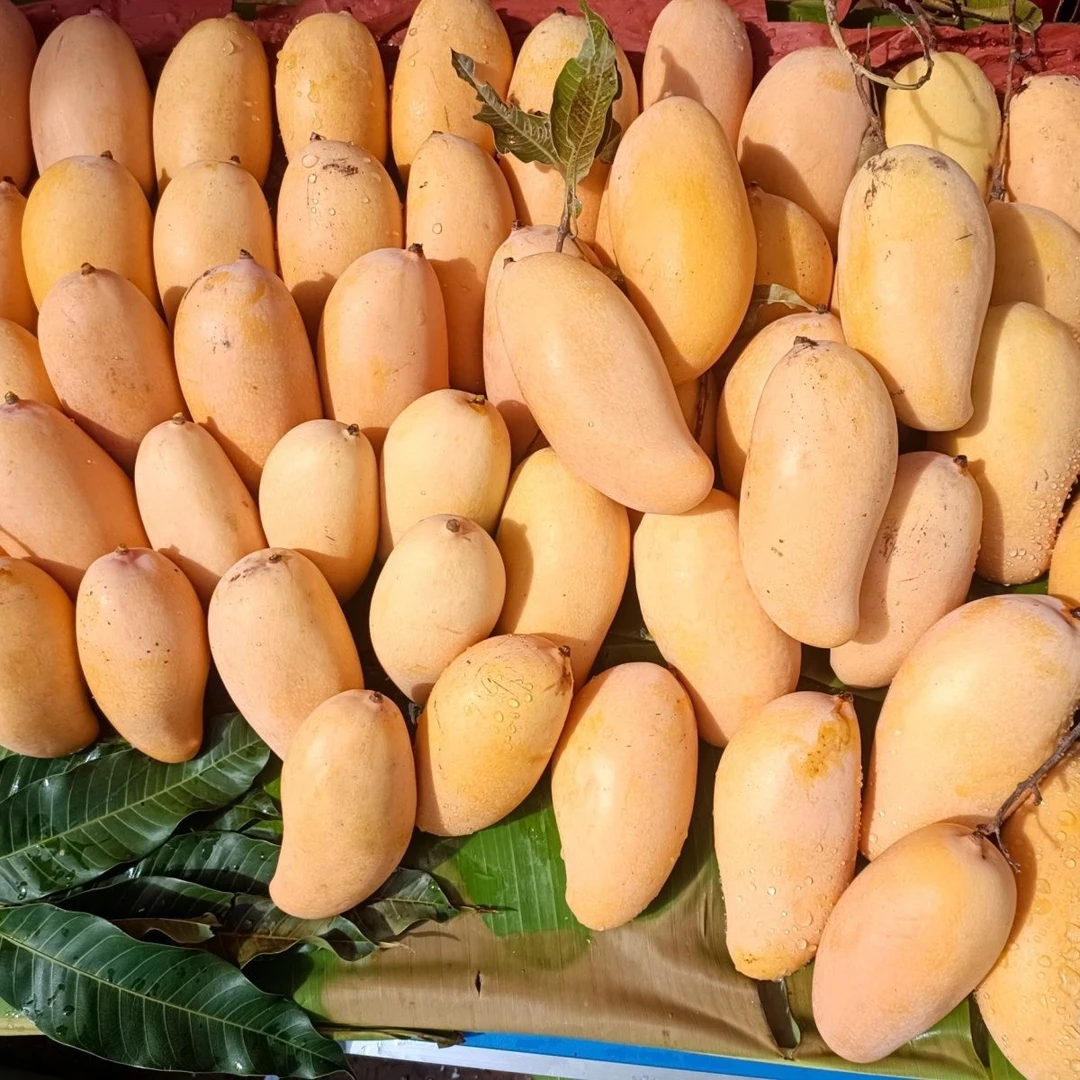 芒果晚熟香甜大芒果哈尼蜜芒云南高山景东新鲜水果现摘批发水果