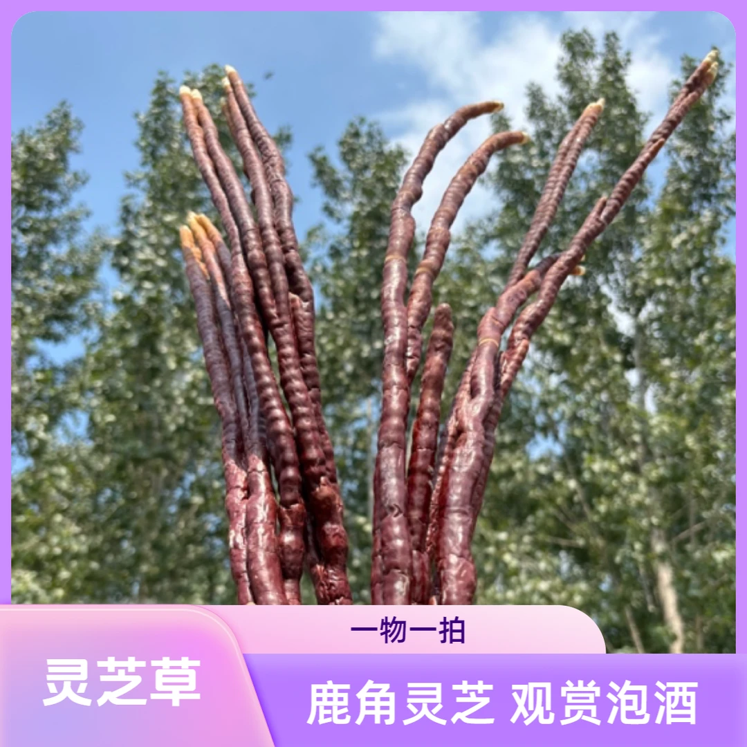 【鹿角灵芝】正宗灵芝草250g整枝灵芝干货煲汤泡酒特产正品鲜切花