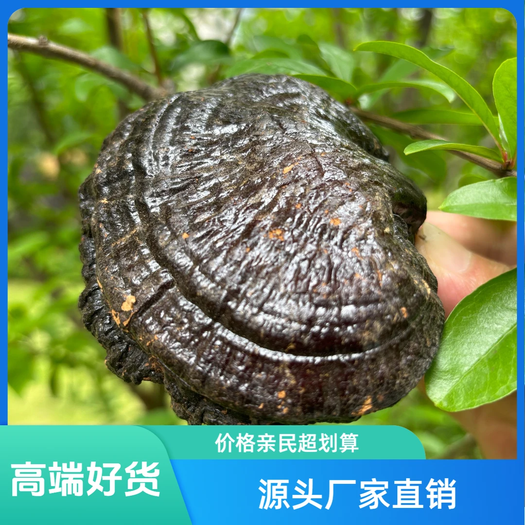 【新人专享】5朵黑色灵芝 煲汤泡酒煮水不苦 整枝干货直销