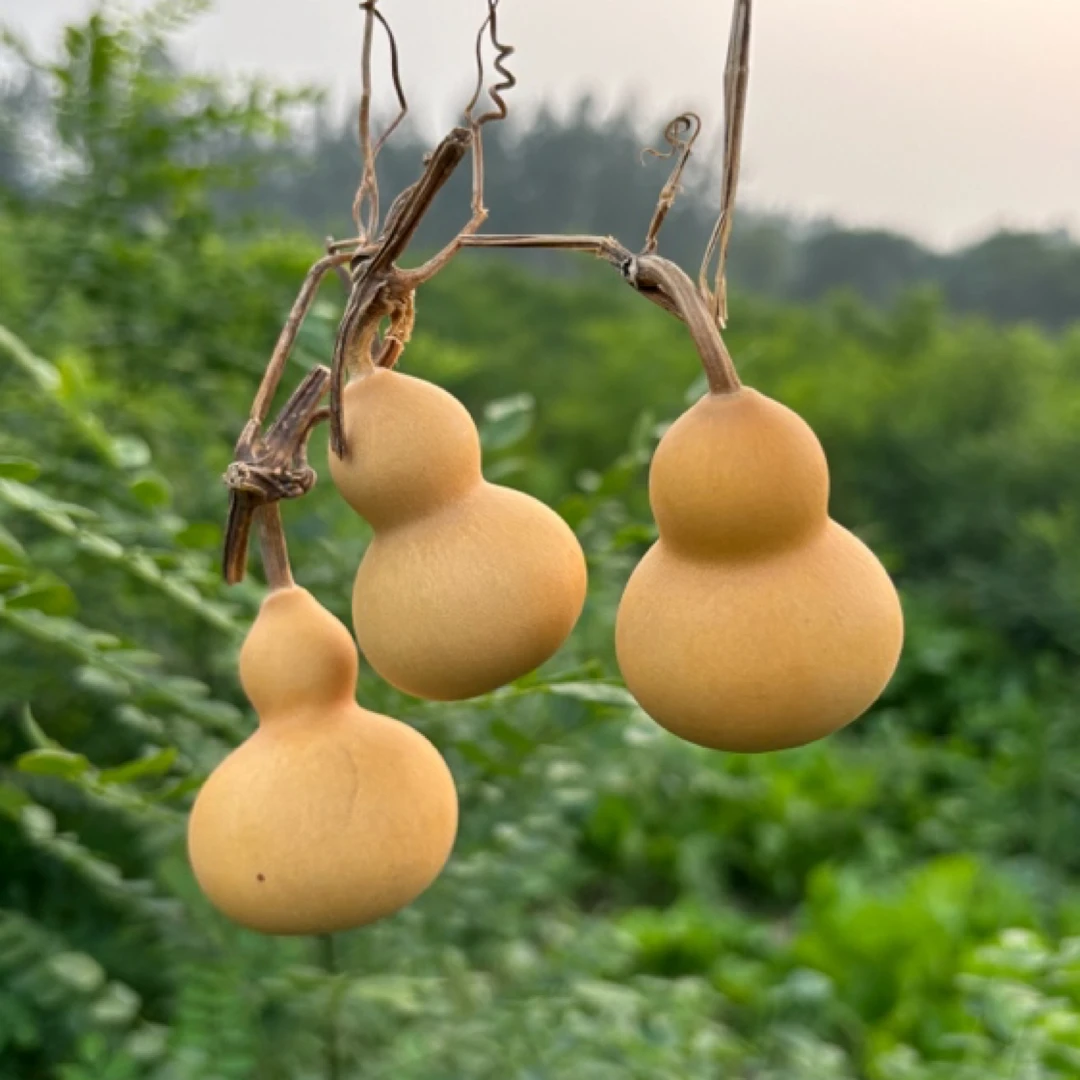 【福禄寿】三个葫芦~通货小美葫芦不保龙头随机装货~追求完美勿拍