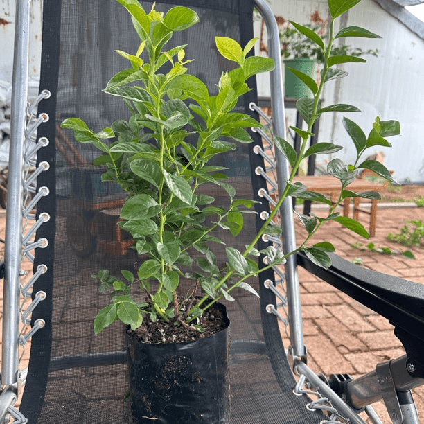 中钵新汉诺威（1棵）新手盆栽庭院盆栽地栽