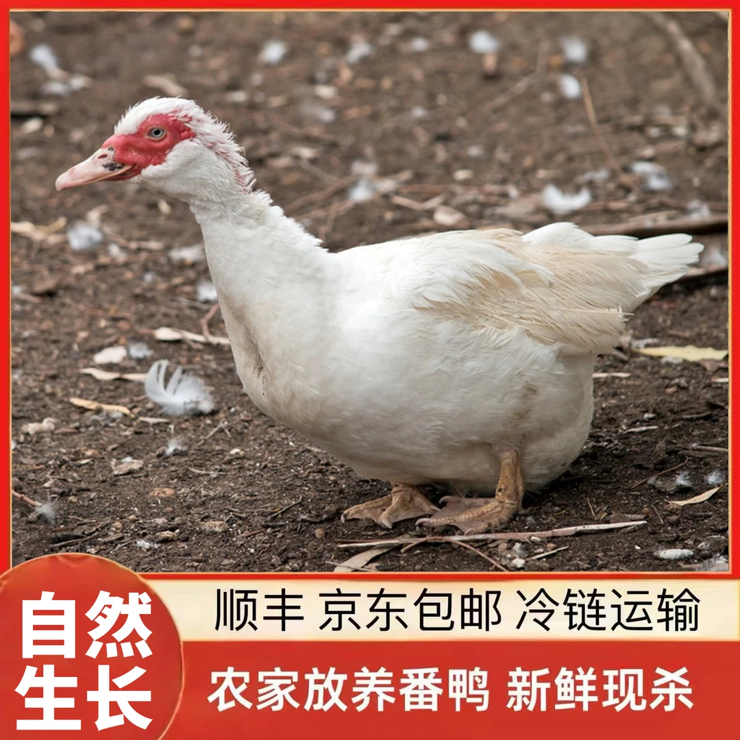 【大丽家】 山林放养一年多番鸭 现宰现杀 顺丰/京东包邮1只净重5斤
