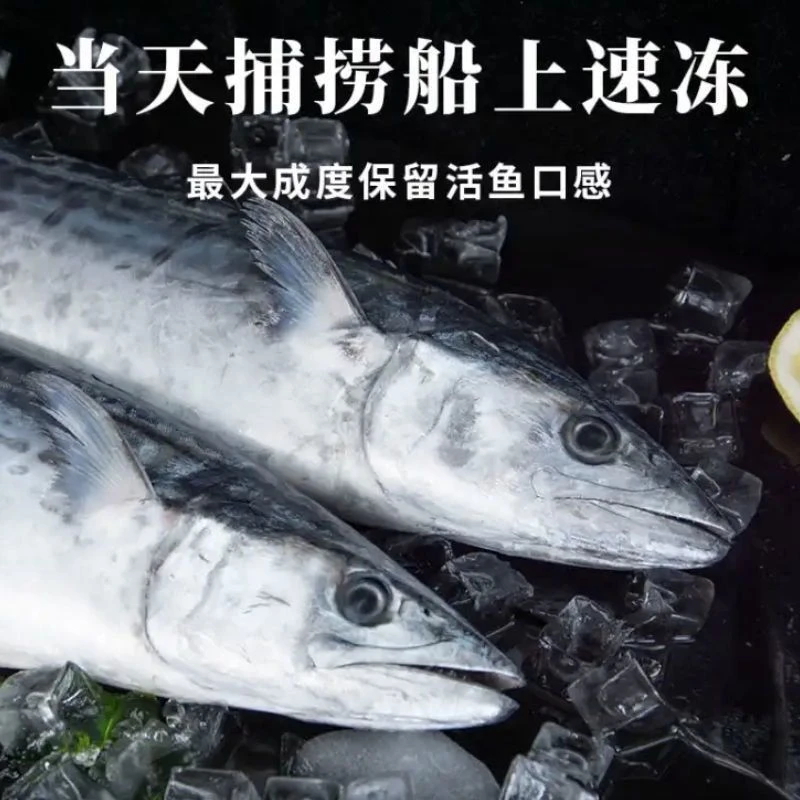 野生 马鲛鱼 每条1斤-1.5斤 野生无冰净重6斤 每条 独立包装03