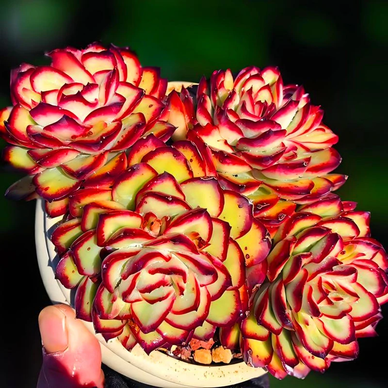 多肉植物萤火虫红边灵影大群红边边月影系精品肉肉豪华窗台庭院