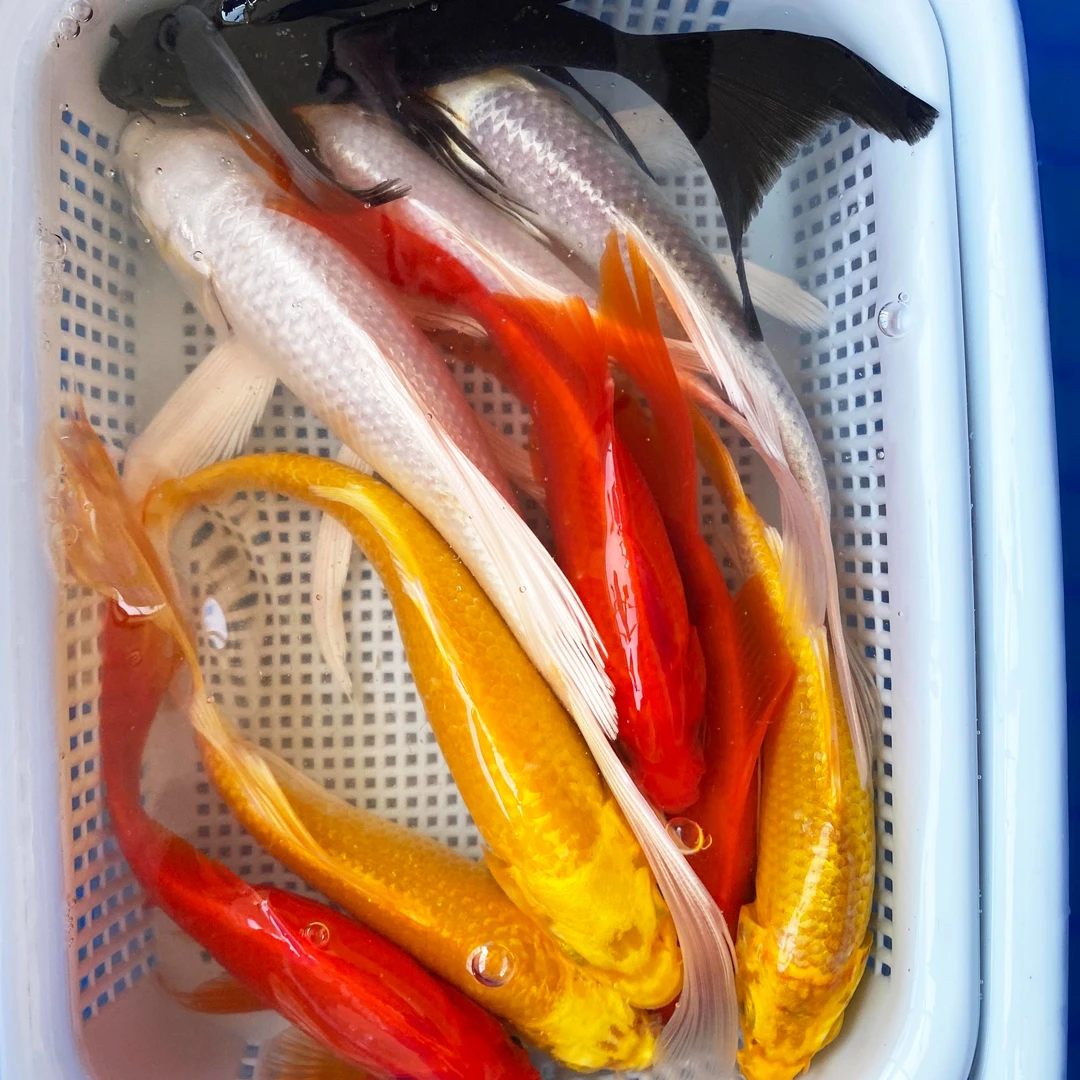 九五之尊【3红+3黄+3白+1黑】10-13厘米好养冷水耐活锦鲤淡水观赏鱼