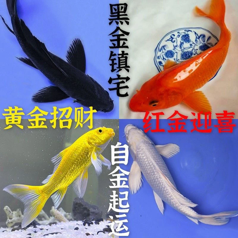【2德龙+1红+1黑+1黄】13-15cm冷水耐活锦鲤冷水鱼观赏鱼金鱼