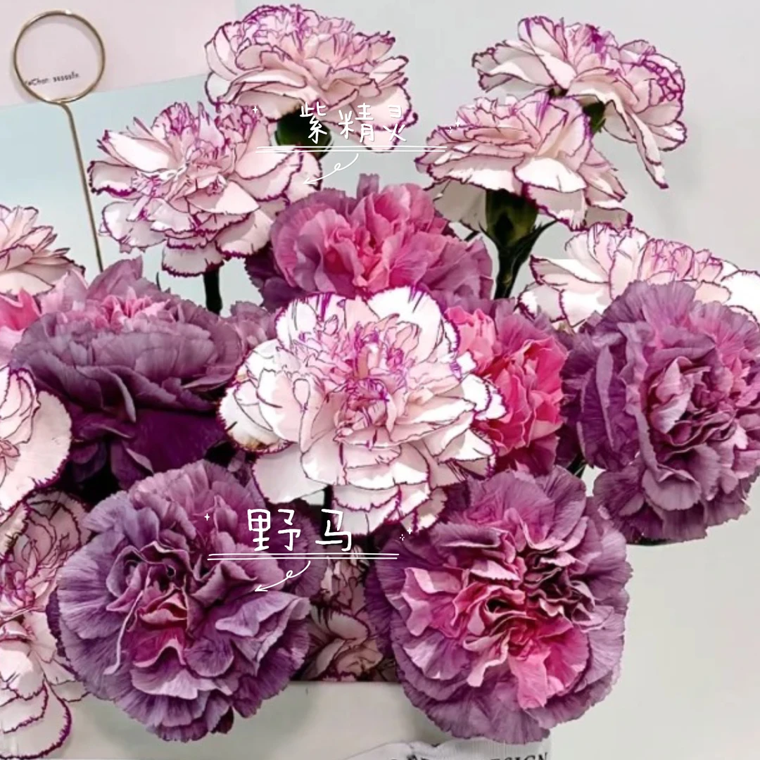 稀有色康乃馨|多丁A级好养护家用高端品质花材鲜切花发货快品牌