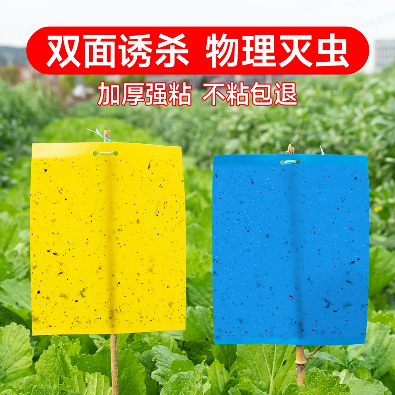 粘虫板双面粘虫板家用小飞虫灭杀大棚专用果蝇蓟马克星黄蓝诱虫板