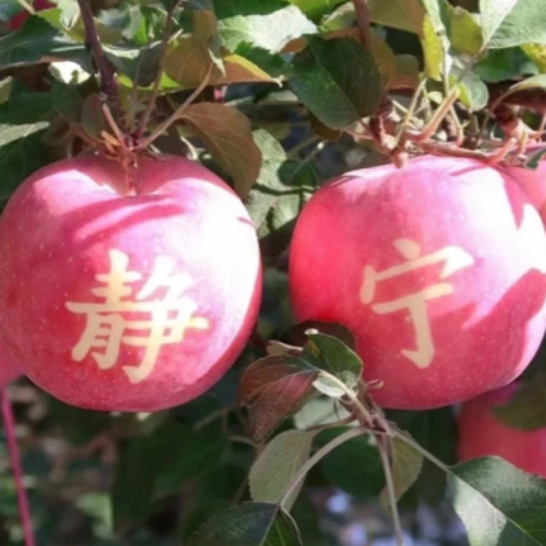 【顺丰包邮】甘肃静宁苹果农家果园产地直发