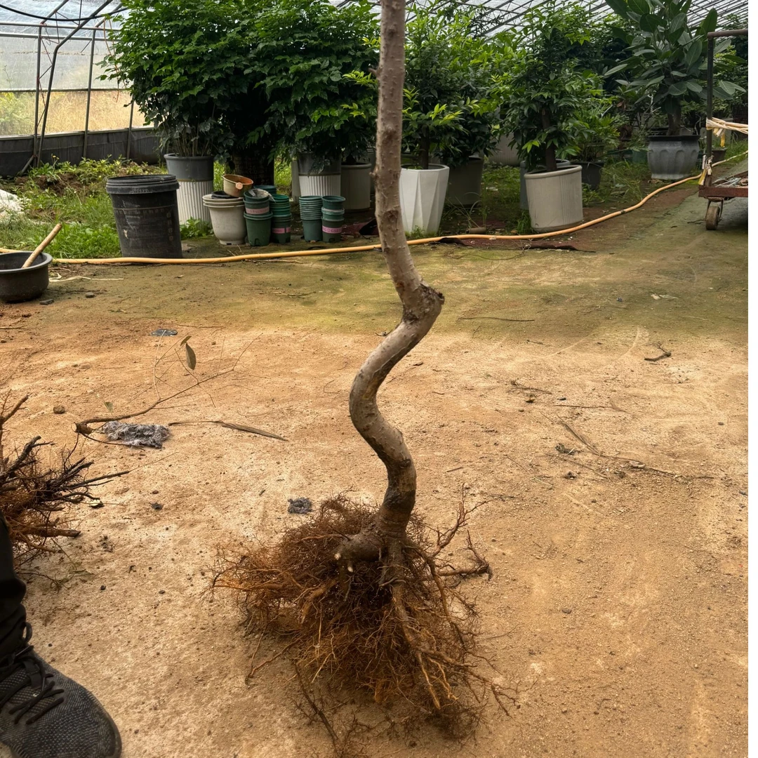 嫁接桂花用流苏树，一物一拍