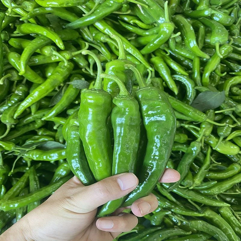 东北辣妹子皮薄当季蔬菜现采现摘新鲜发货