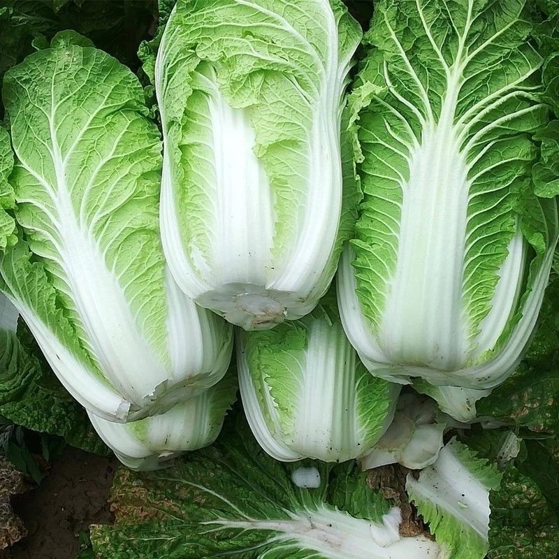 东北大白菜霜打大白菜黑土地