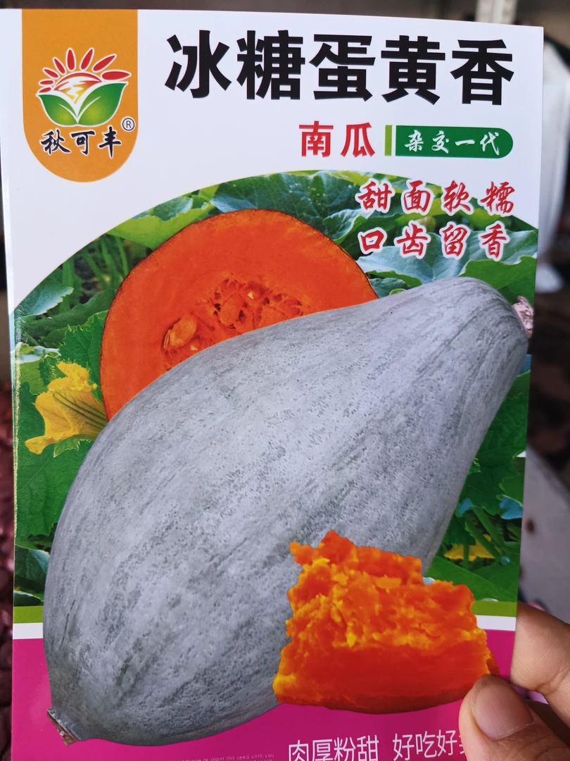 【冰糖蛋黄香南瓜种子】甜面香新疆丑瓜蛋黄南瓜杂交品种