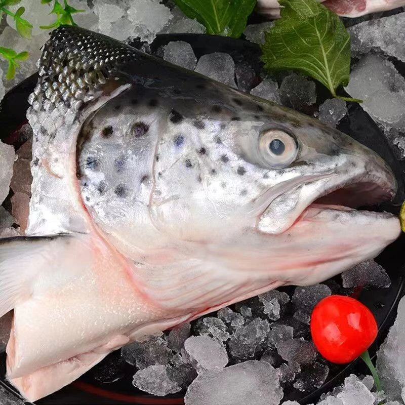 新鲜国产三文鱼头三文鱼边角料人吃烧烤煲汤香煎商用食材海鲜顺丰