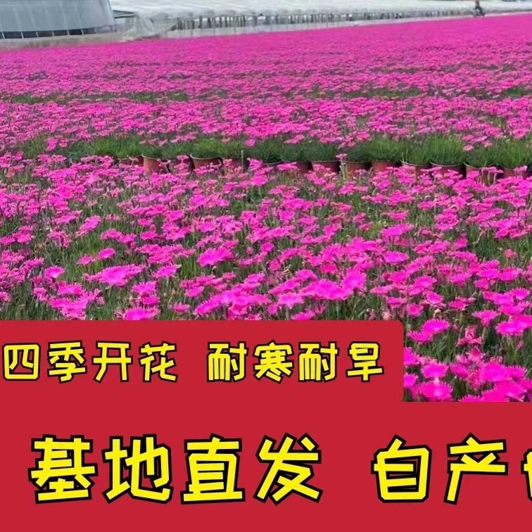 欧石竹开花神器四季开花，耐热耐寒 绿化小院，工地绿化苗木
