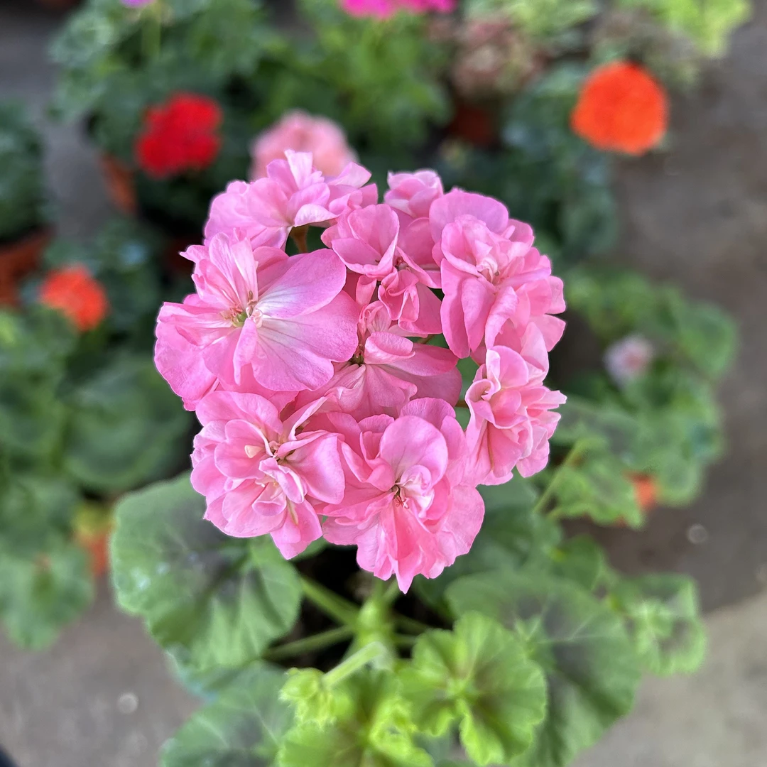 重瓣大花天竺葵盆栽室内外观赏植物，非常勤花