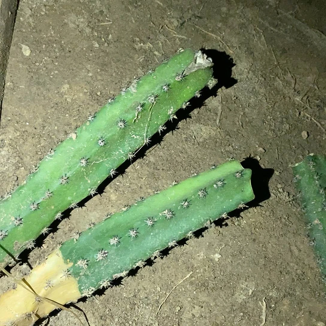 开***葵袖蒲两个仙人柱