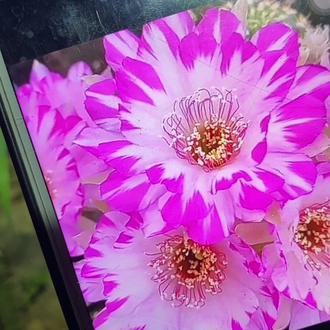 妖碟嫁接袖蒲仙人球