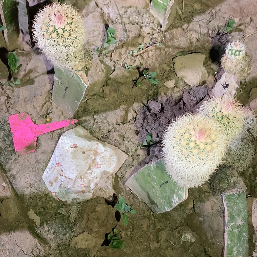虾侧芽仙人球8个品种