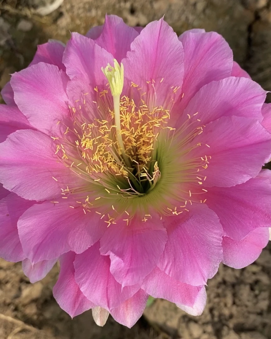 3-300带根球高度15公分以上（满20包邮）