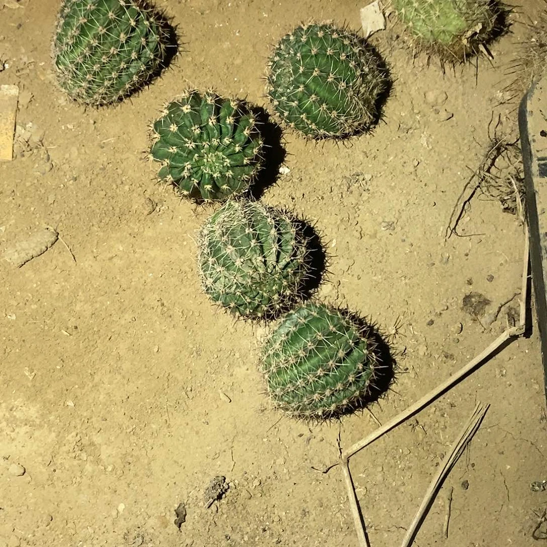 粉羽1号彩草仙人球侧芽