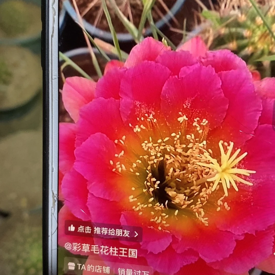 闭月根毛花柱仙人球