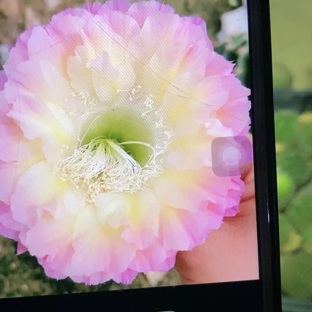 马丙侧芽彩草仙人球