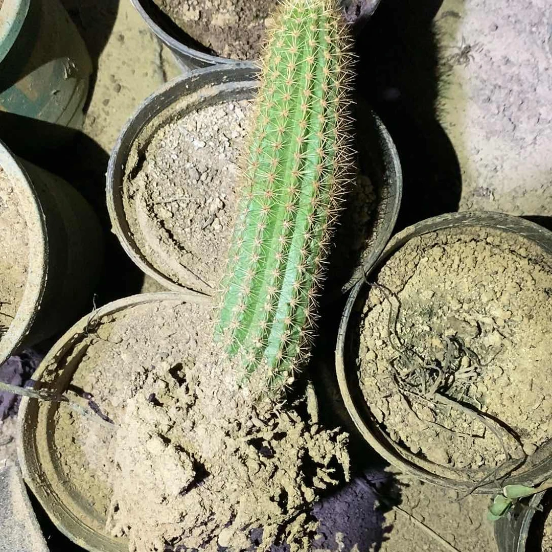 奥拓根金妞仙人球