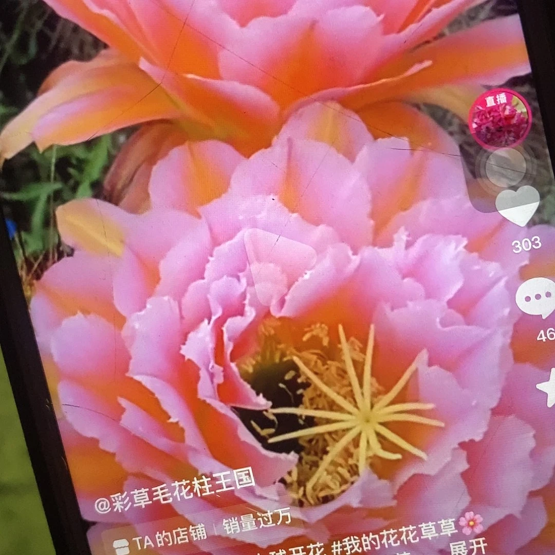 粉桃根毛花柱仙人球