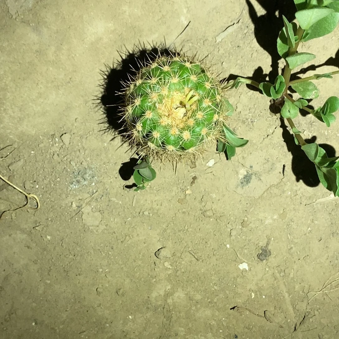 e**l粉黛无根多毛花柱仙人球