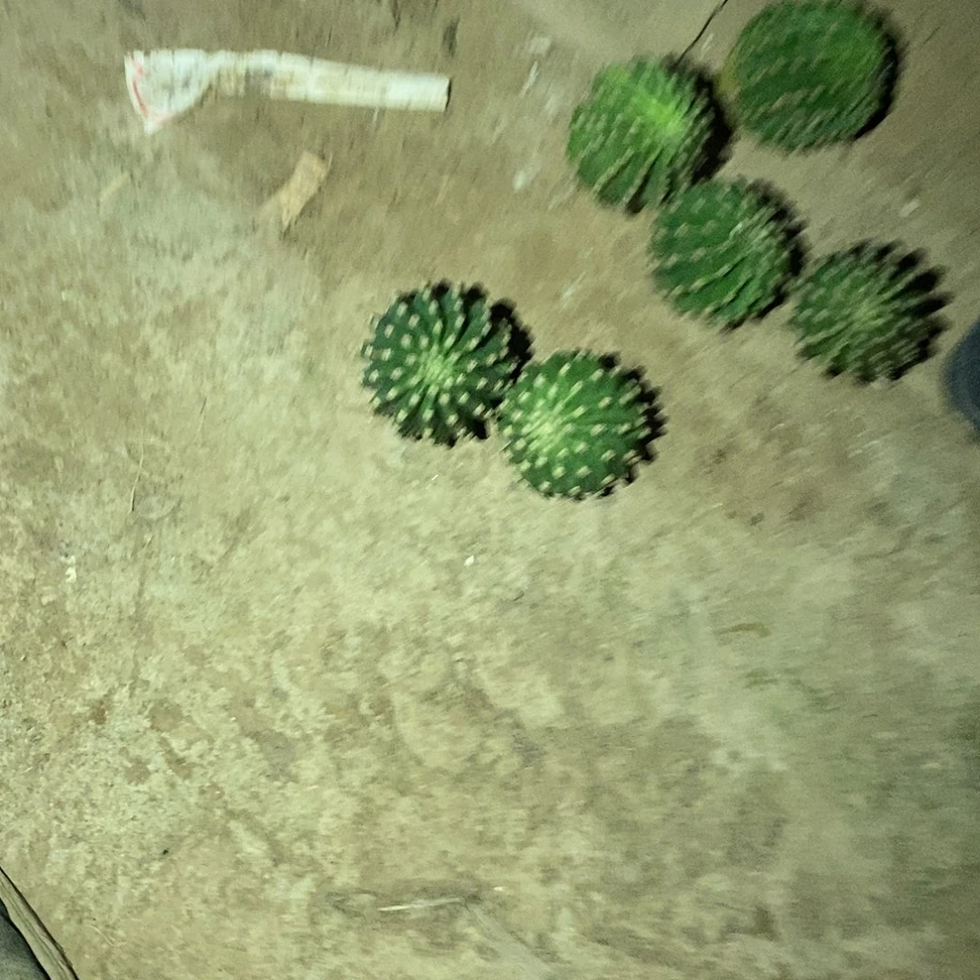 听**过黑美人两个侧芽仙人球