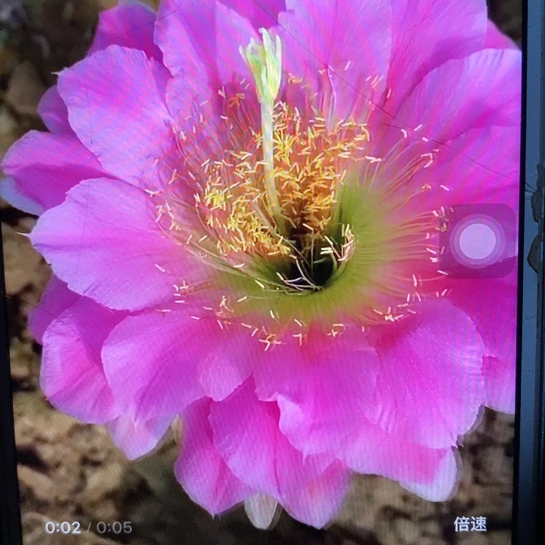 3-300根高15厘米毛花柱仙人球