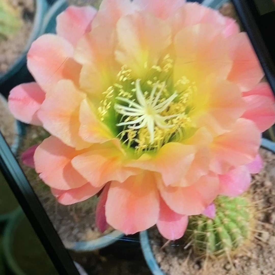 杏光辉根毛花柱仙人球