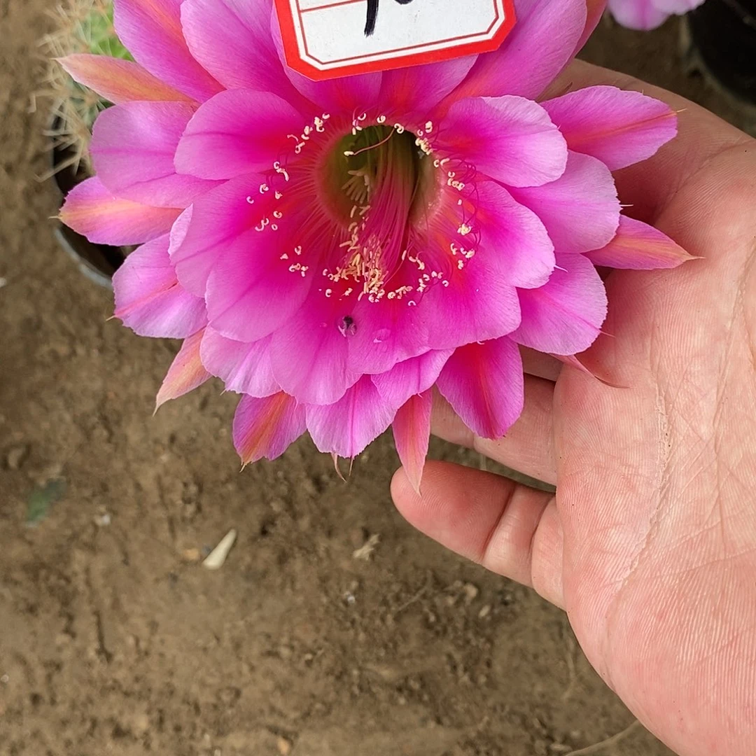 10 仙人球开花彩草球球