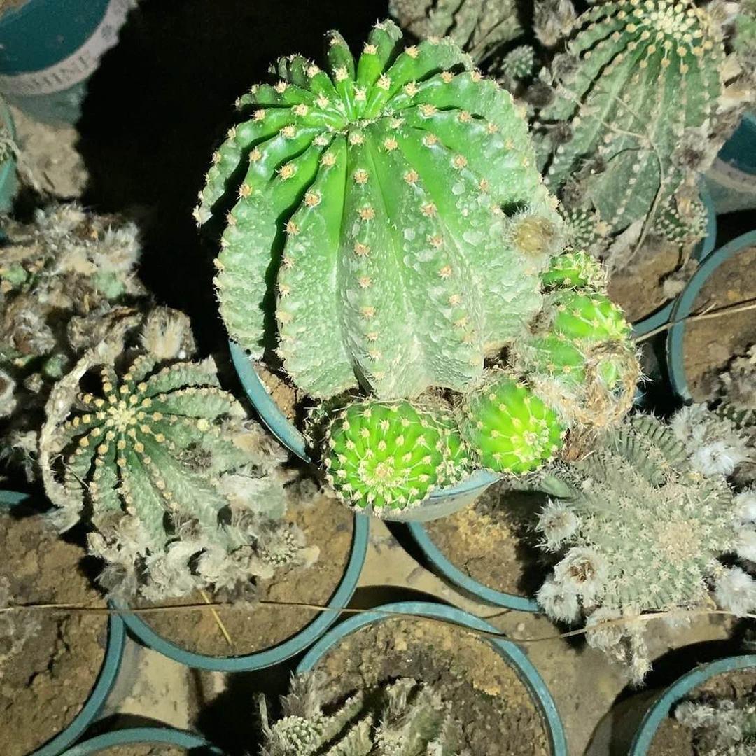 用****4浓桃金大根彩草仙人球
