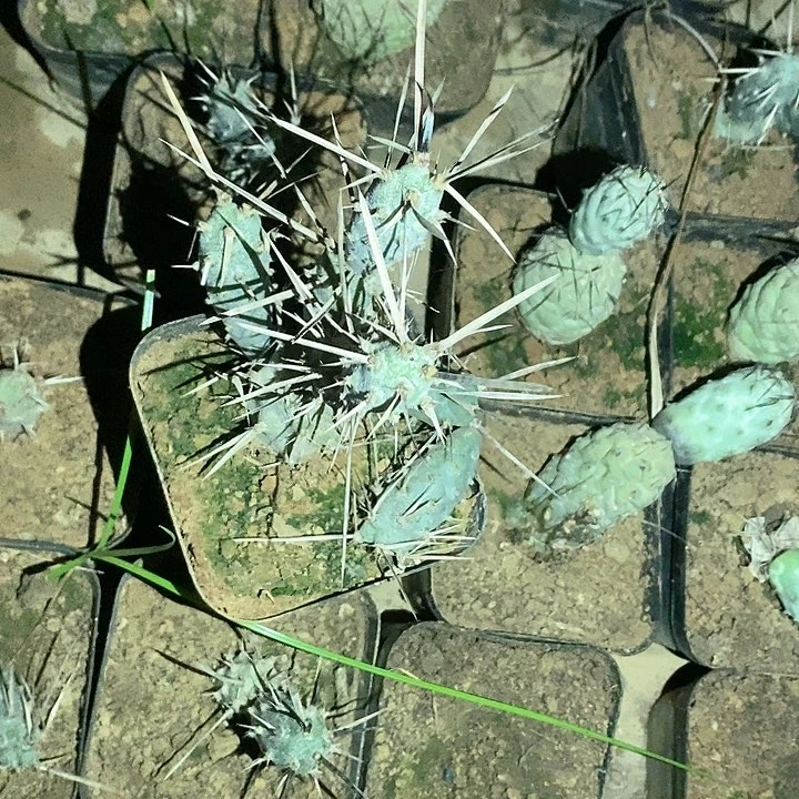 凡**点黑太刀6个头仙人球