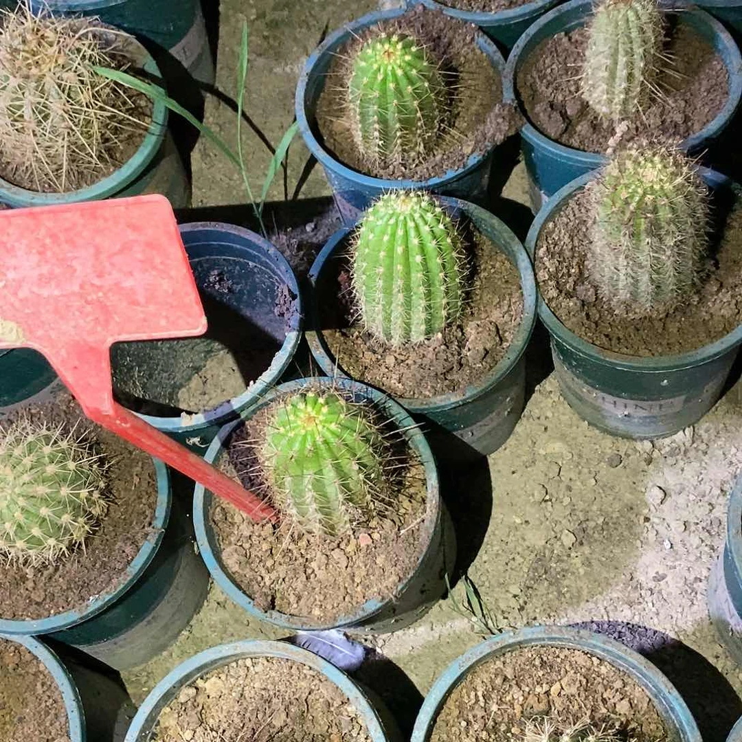 听**过马丙侧芽彩草仙人球