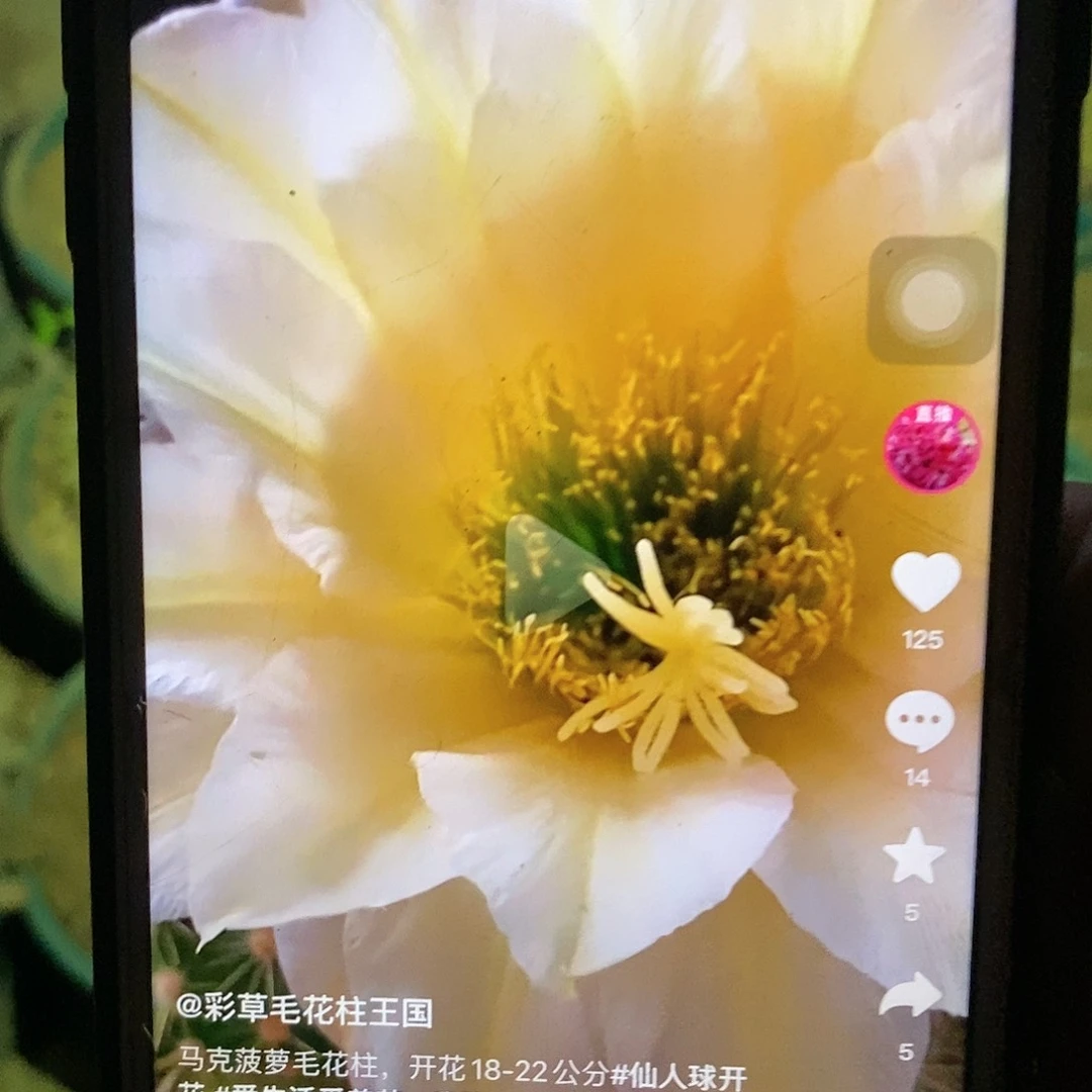 马克菠萝根毛花柱仙人球