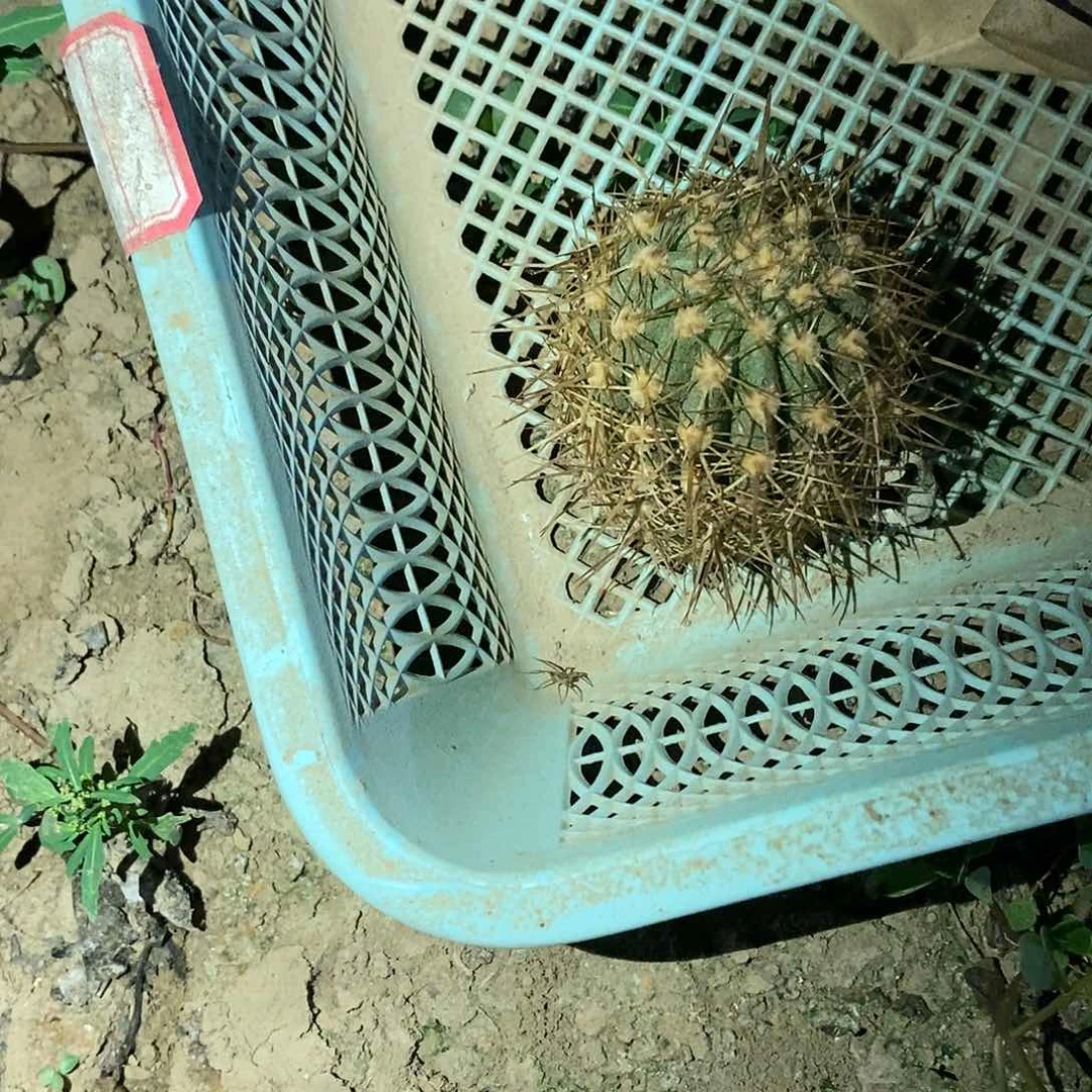 ✨****✨粉条纹侧芽仙人球毛花柱