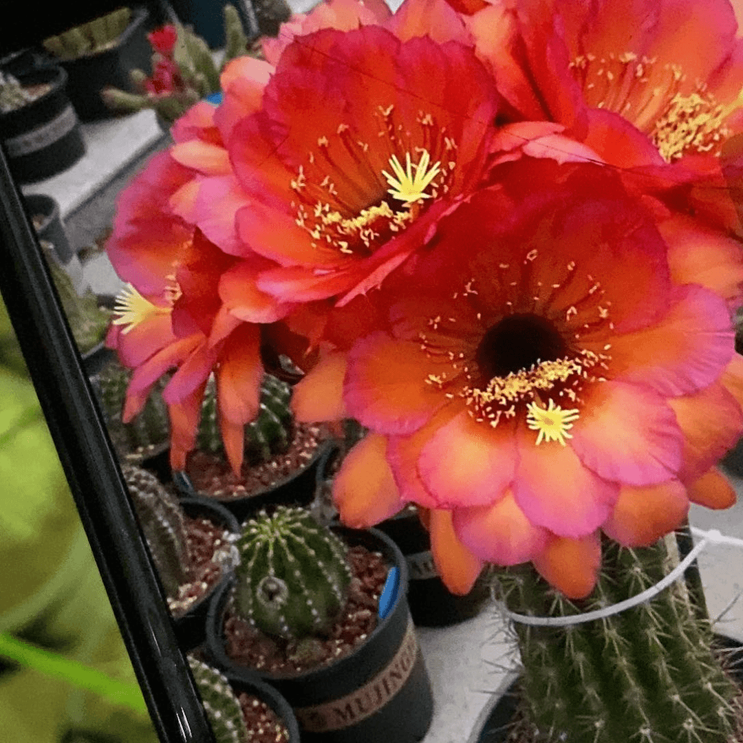 卡耐习侧芽仙人球毛花柱