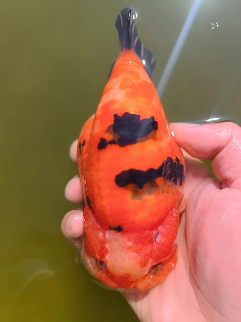 兰寿实验室（直播选鱼）娃娃脸大体金鱼观赏鱼