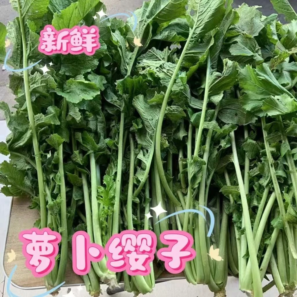 新鲜萝卜缨子 萝卜叶子