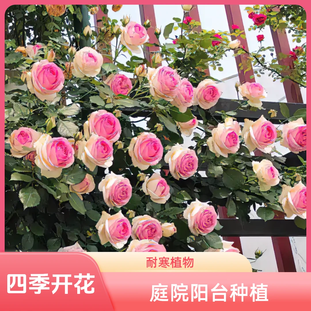 爬藤蔷薇老桩重瓣大花藤本室内苗庭院阳台种植四季开花耐寒植物