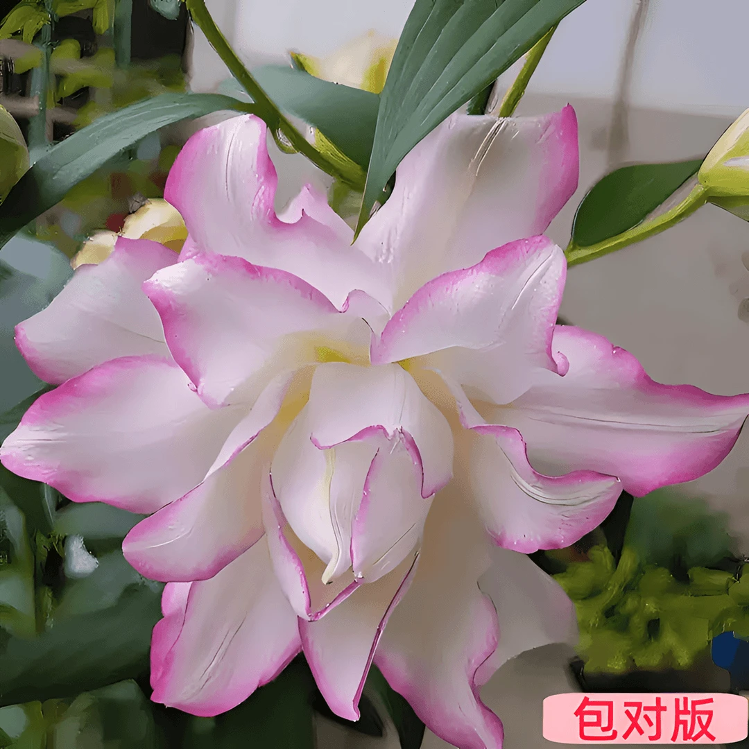 四季重瓣香水百合花种球开花好养易活盆栽鲜花庭院绿植物花卉种子