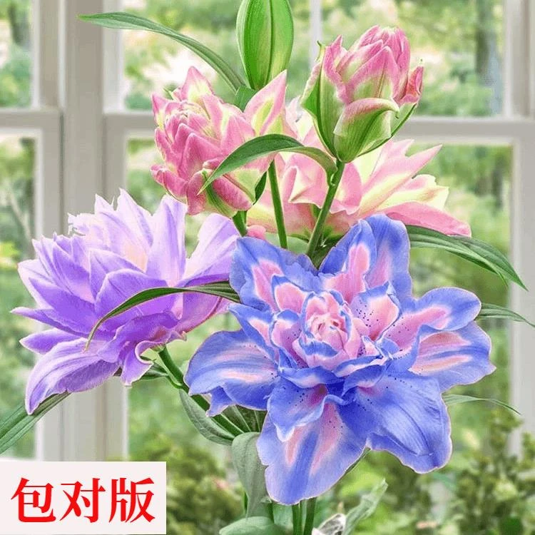 百合种球百合浓香型花卉类盆栽花种大球香水百合重瓣种球四季粉色