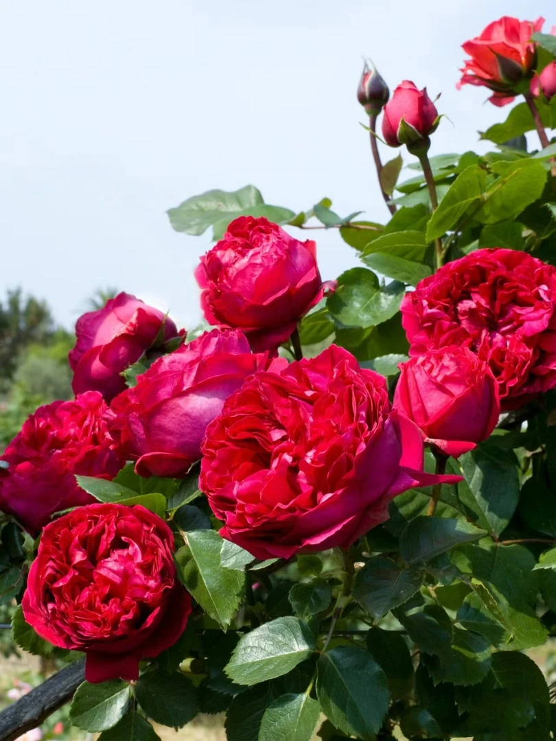 老桩浓香型多花无刺蔷薇四季藤本月季花苗耐寒庭院多年生花卉抗冻